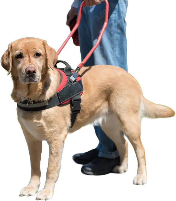 ZassHeaderAssistance